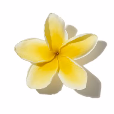 Wild Frangipani