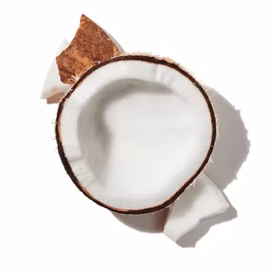 Coconut Palms
