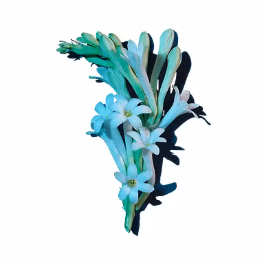 Night-Blooming Tuberose