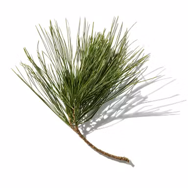 Douglas Fir