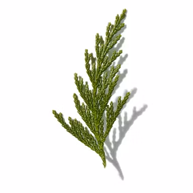 Western Hemlock