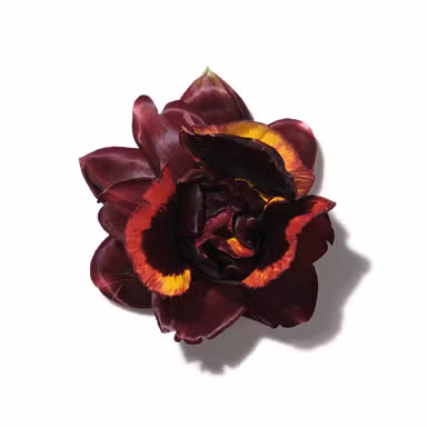 Voodoo Dancer Lily
