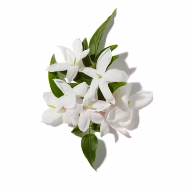 Evening Jasmine Bloom