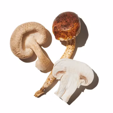 Magic Mushrooms