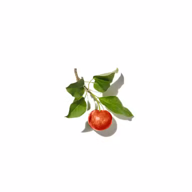 Apple Tree