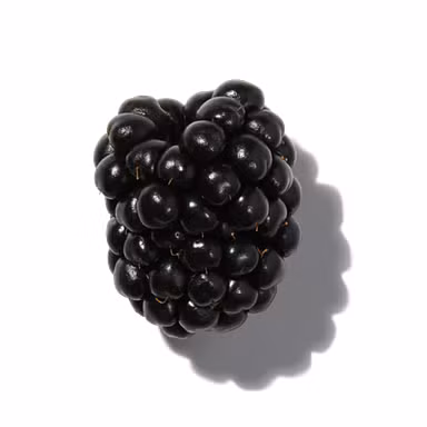 Wild Blackberry