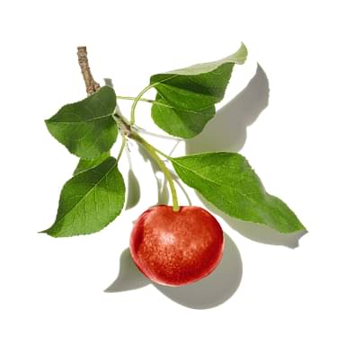 Apple Tree