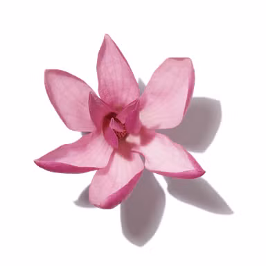 Southern Magnolia