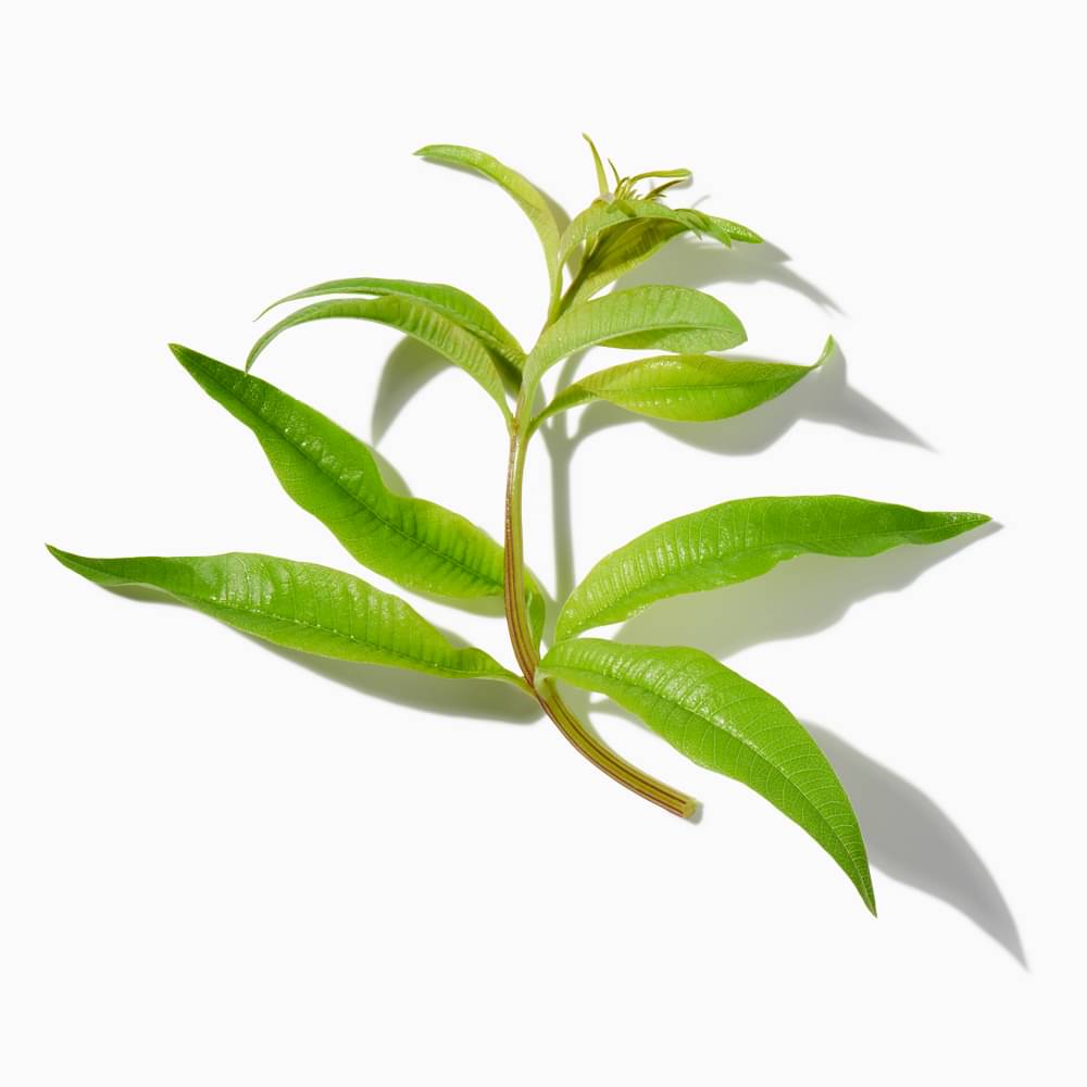 Lemon Verbena