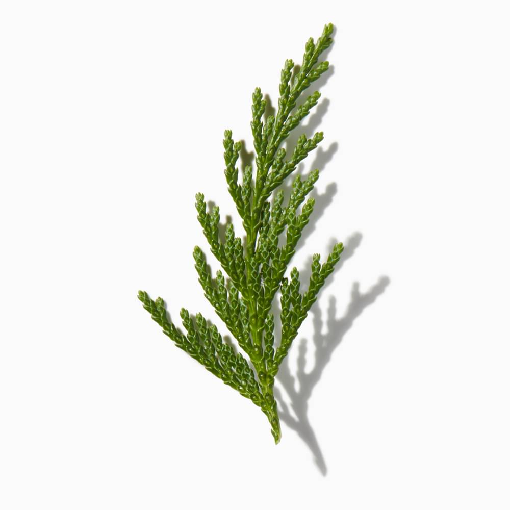 Cedar Leaf