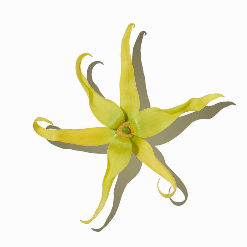 Ylang-Ylang