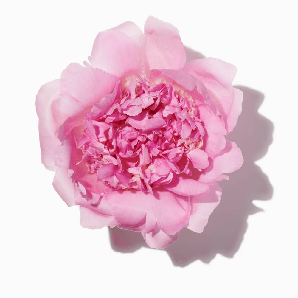 Fresh Peony