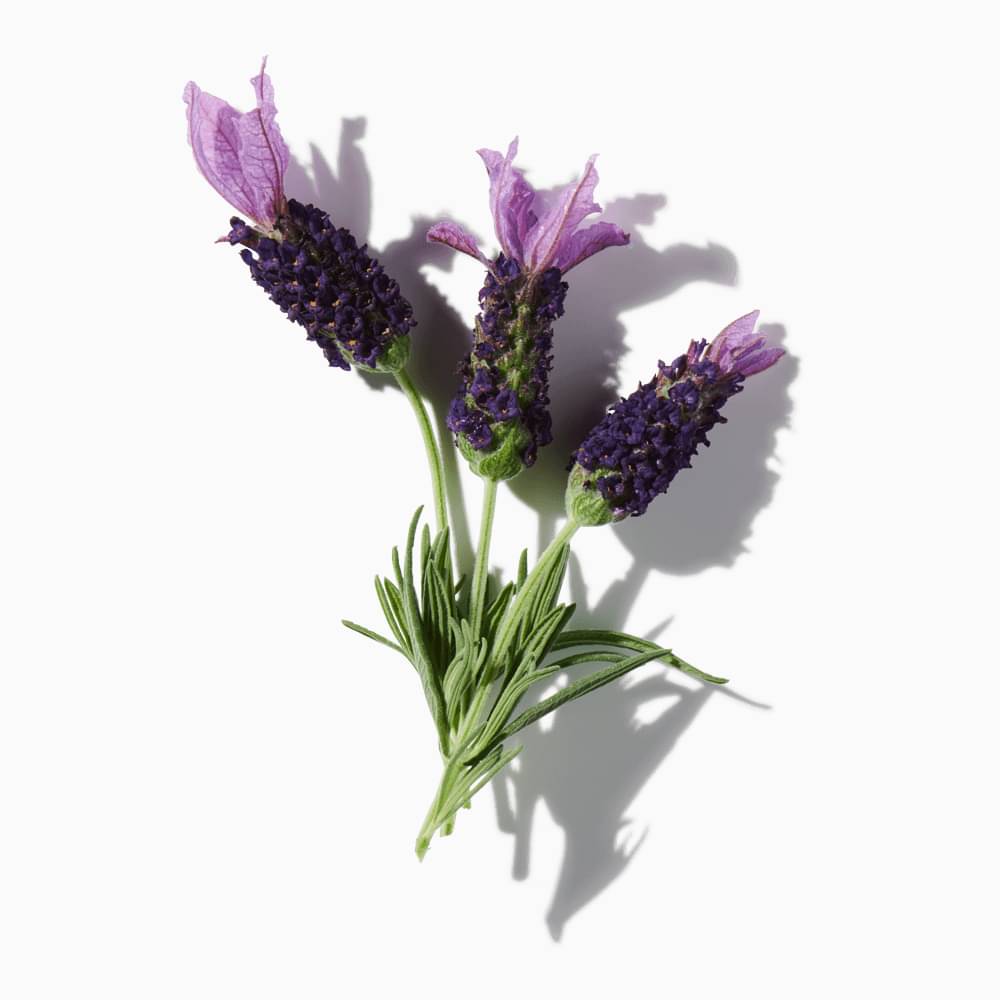 Lavender-Rosemary