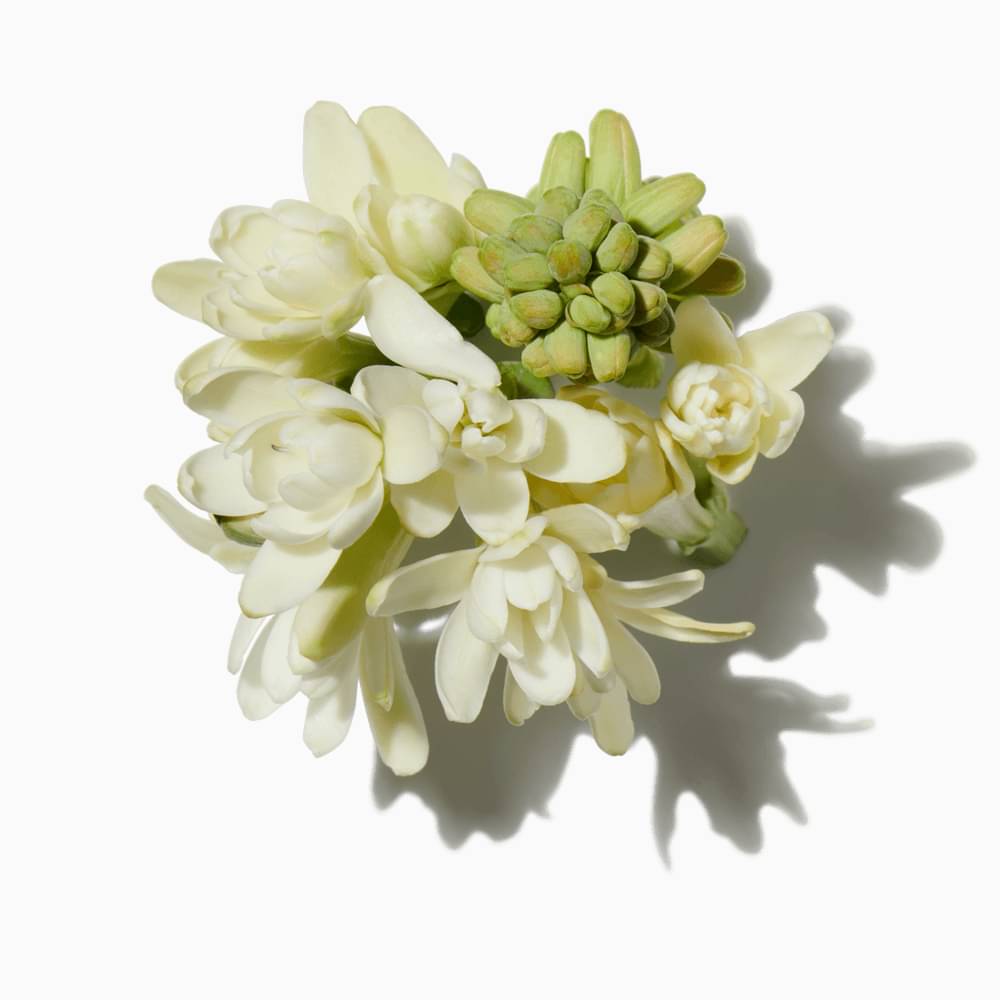 Tuberose Absolute