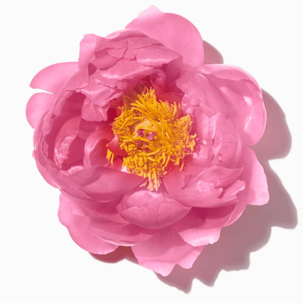 Pink Camellia