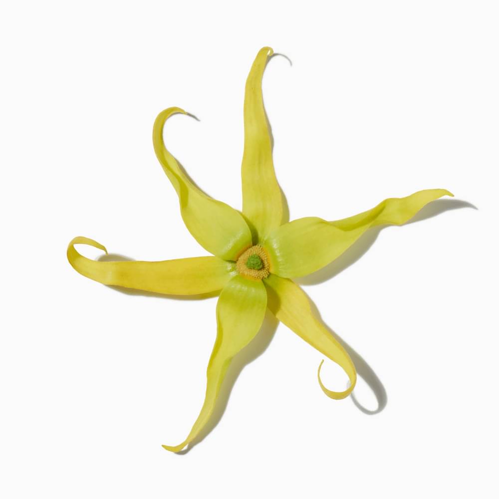 Ylang Ylang Absolute