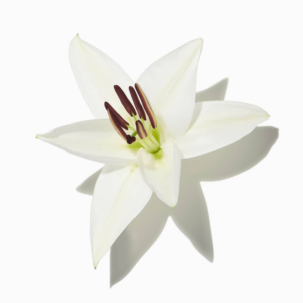 Madonna Lily