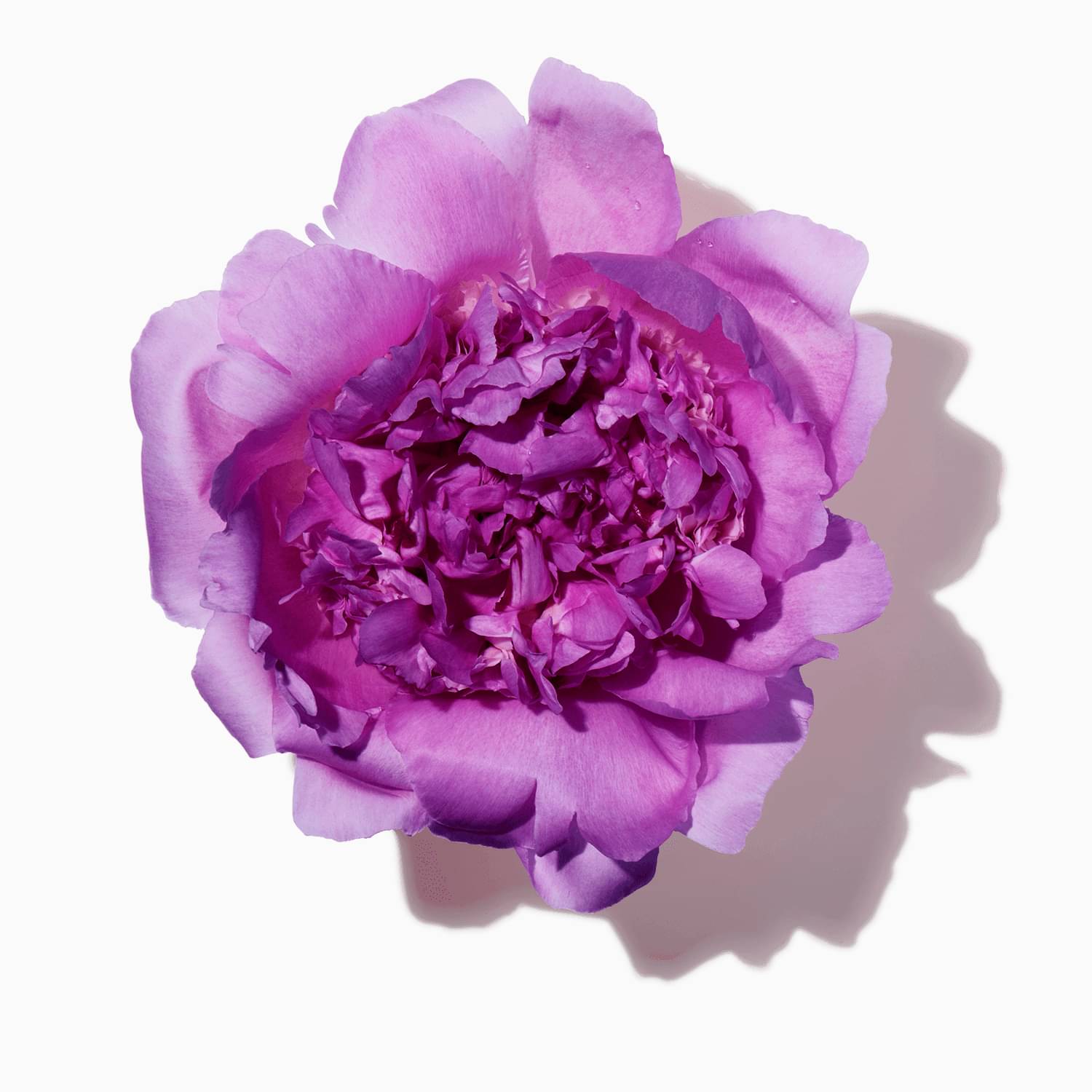 Purple Peony