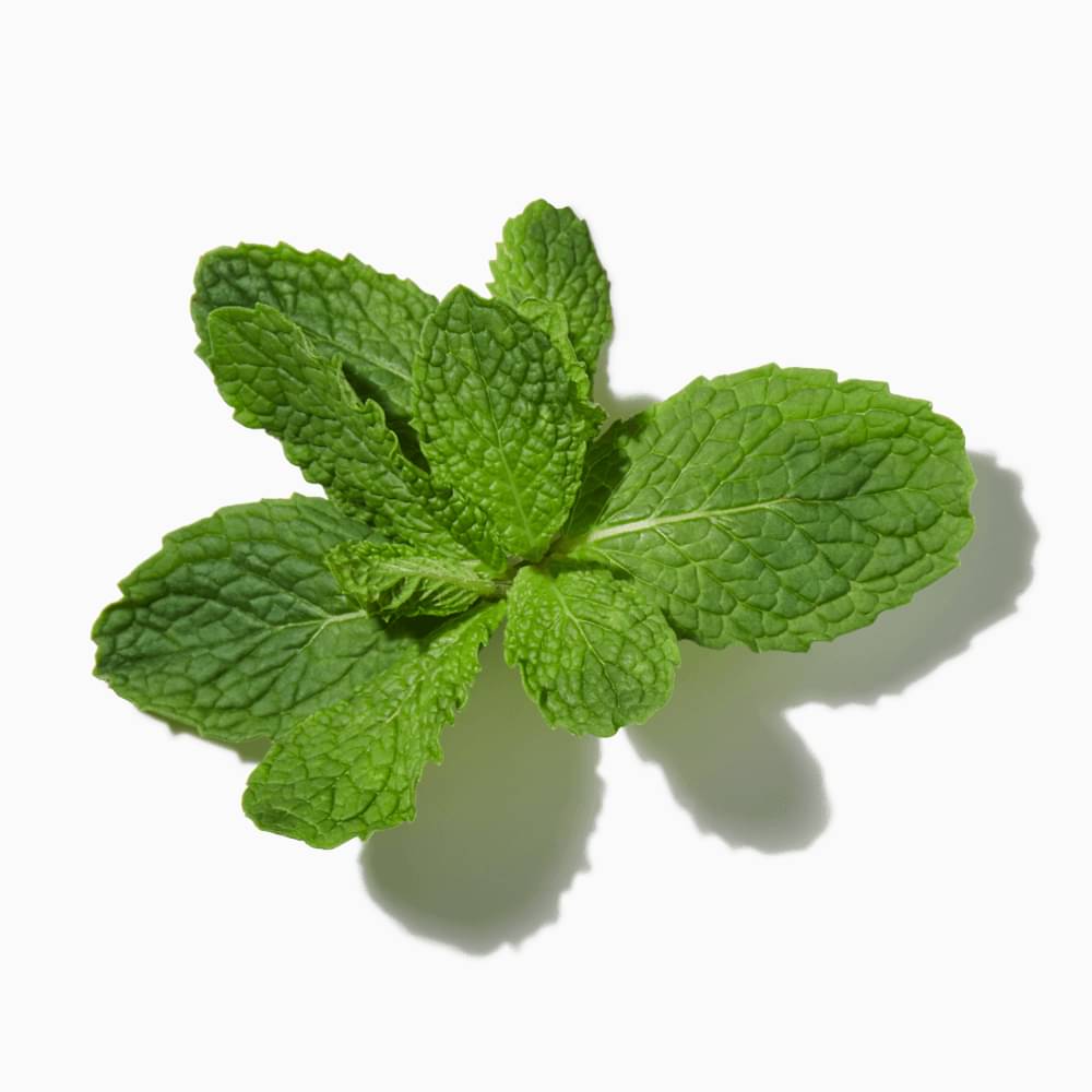 Mint Oil