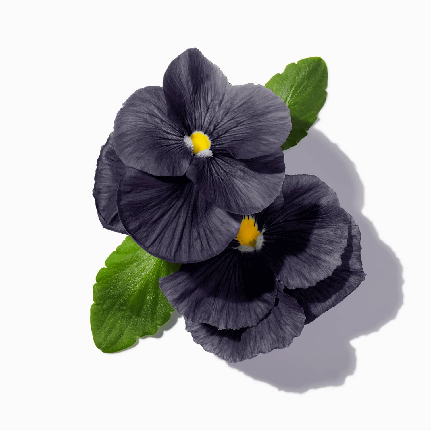 Black Violet