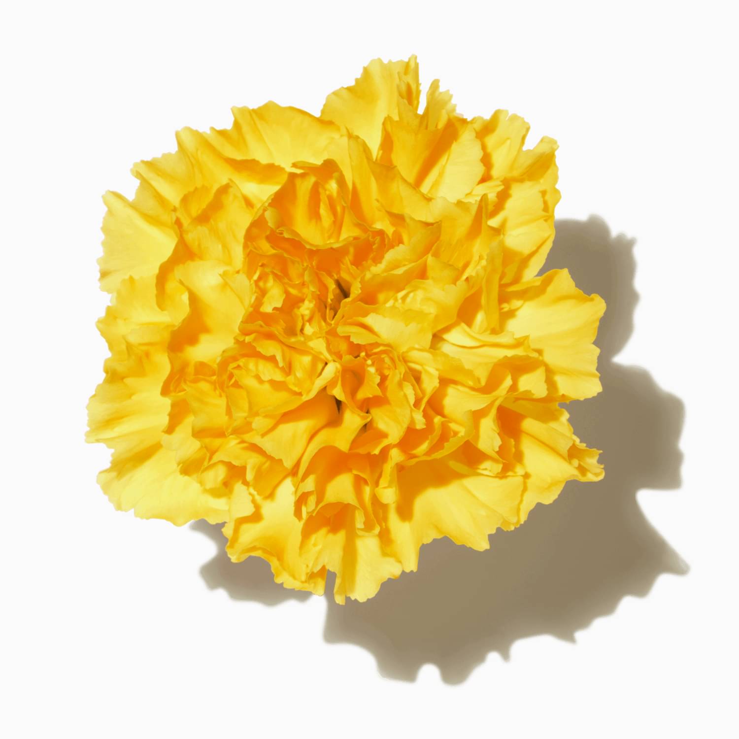 Yellow Marigolds