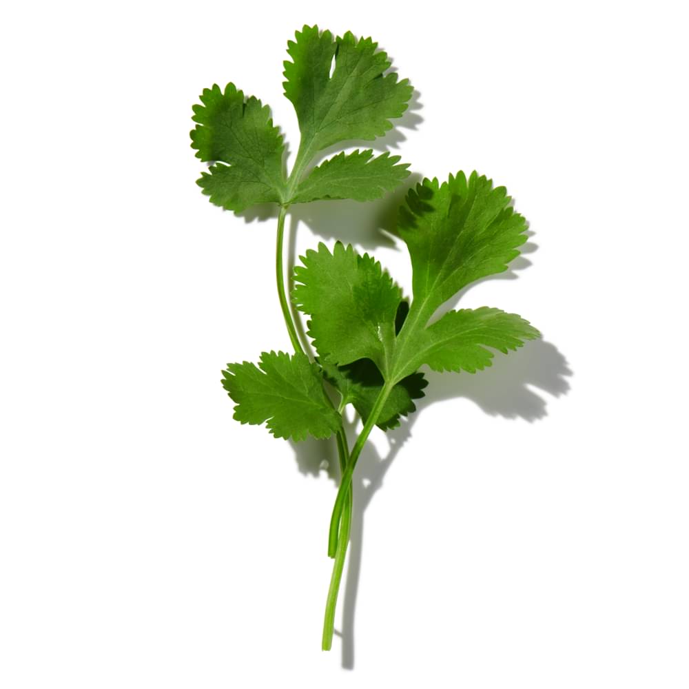 Coriander