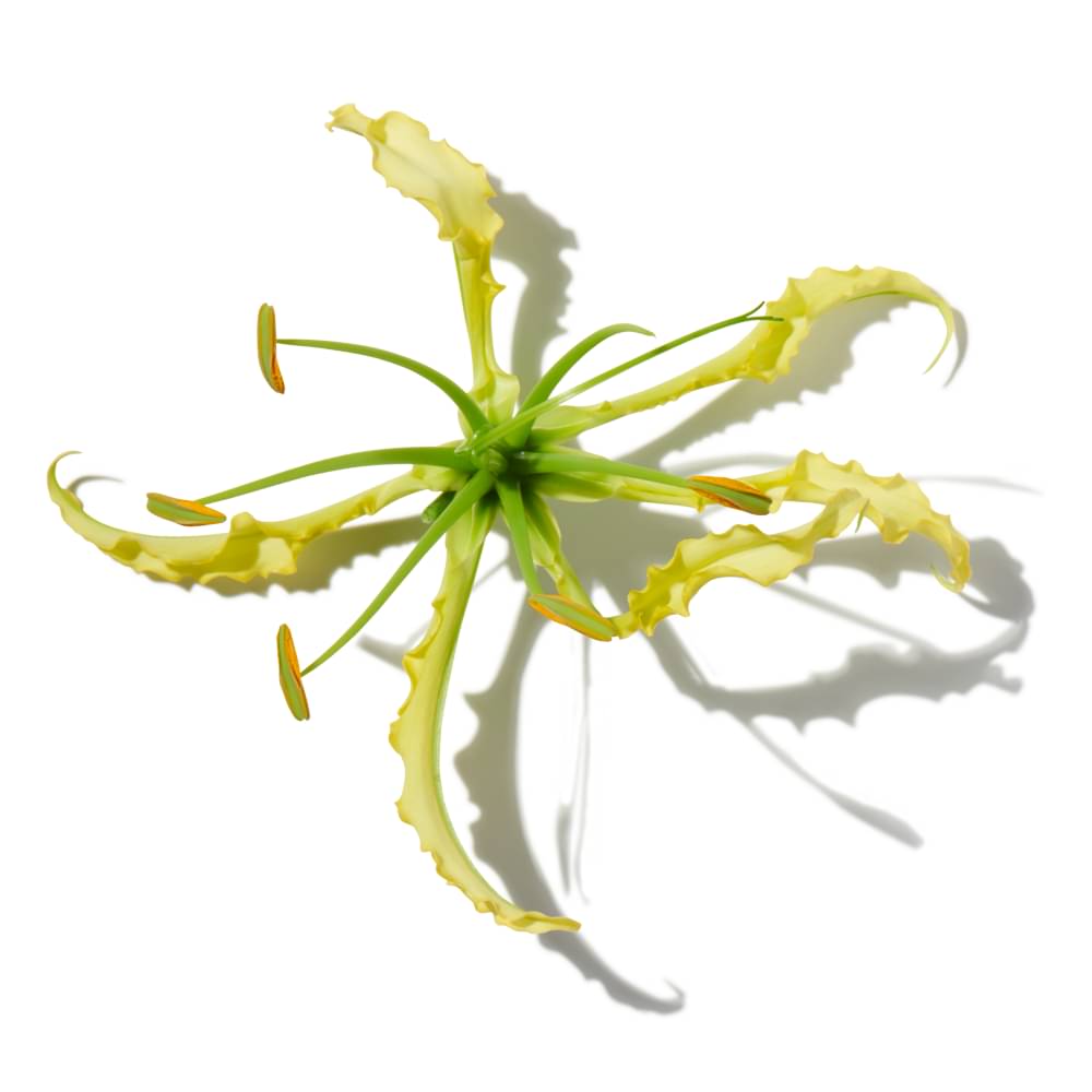 Honeysuckle