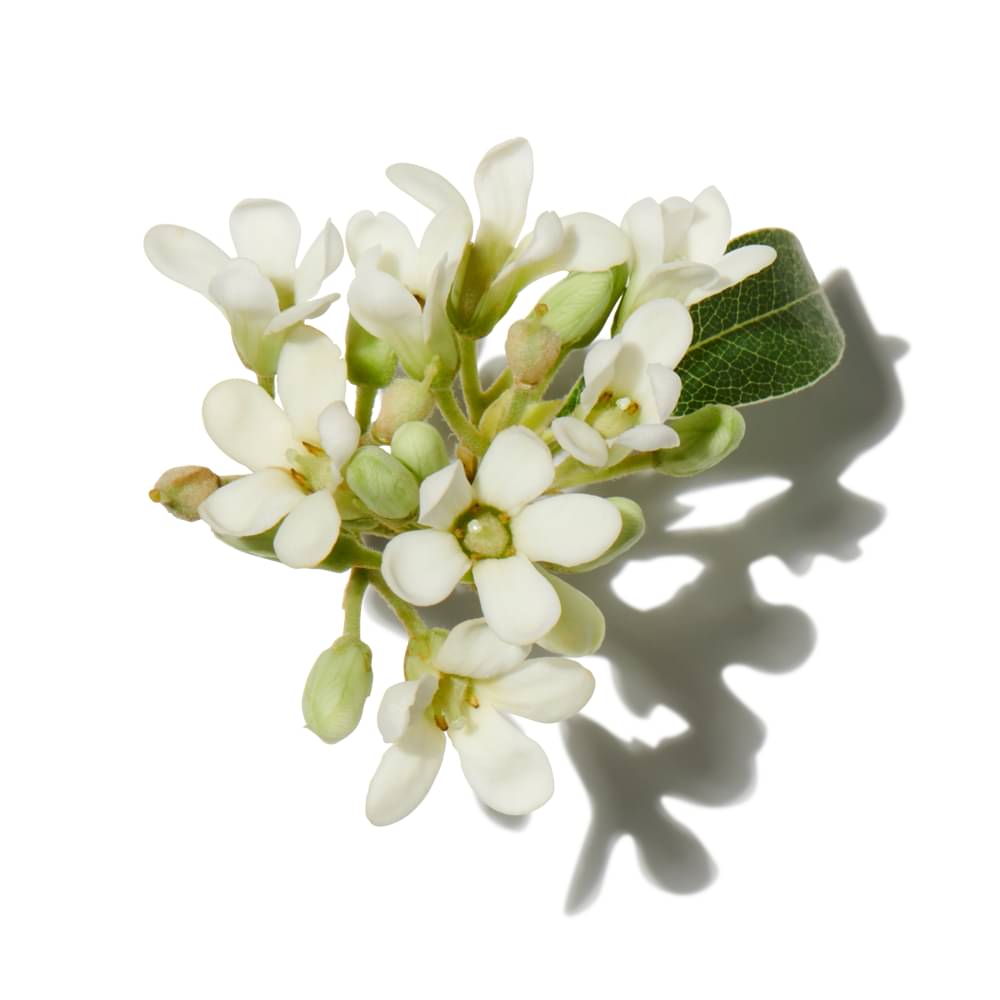 Papaya Flower