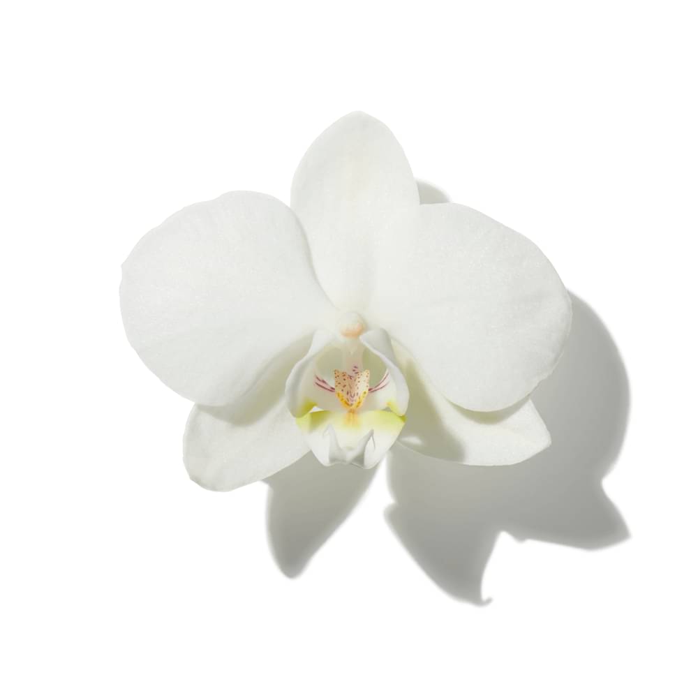 Orchid