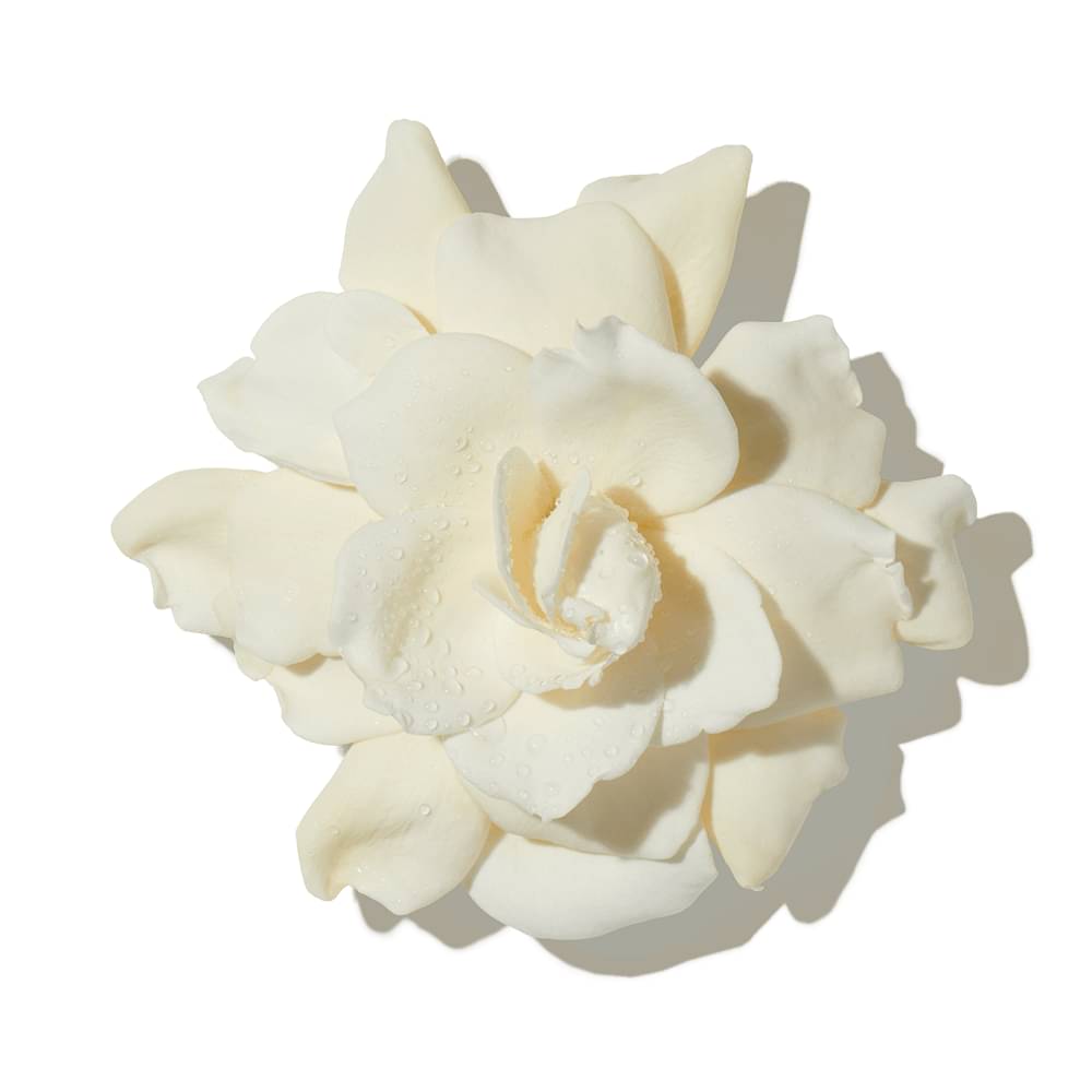 Island Gardenia