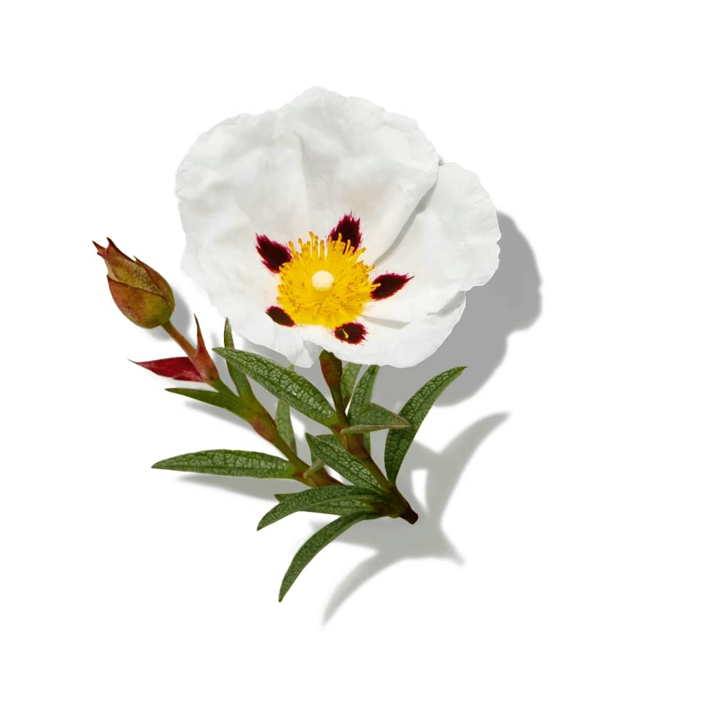 Scentbird Monthly Perfume Subscription Box: Designer Scents £15.95