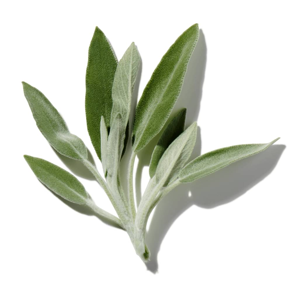 French Sage