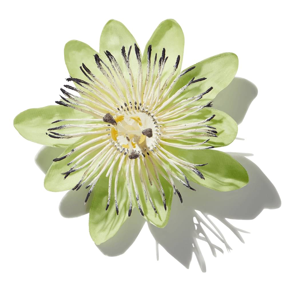 Passion Flower