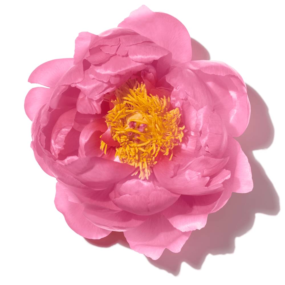 Pink Camellia