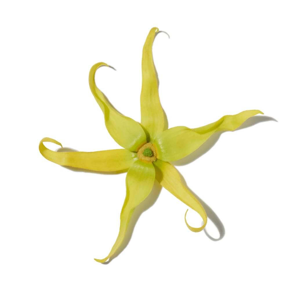 Ylang Ylang Absolute