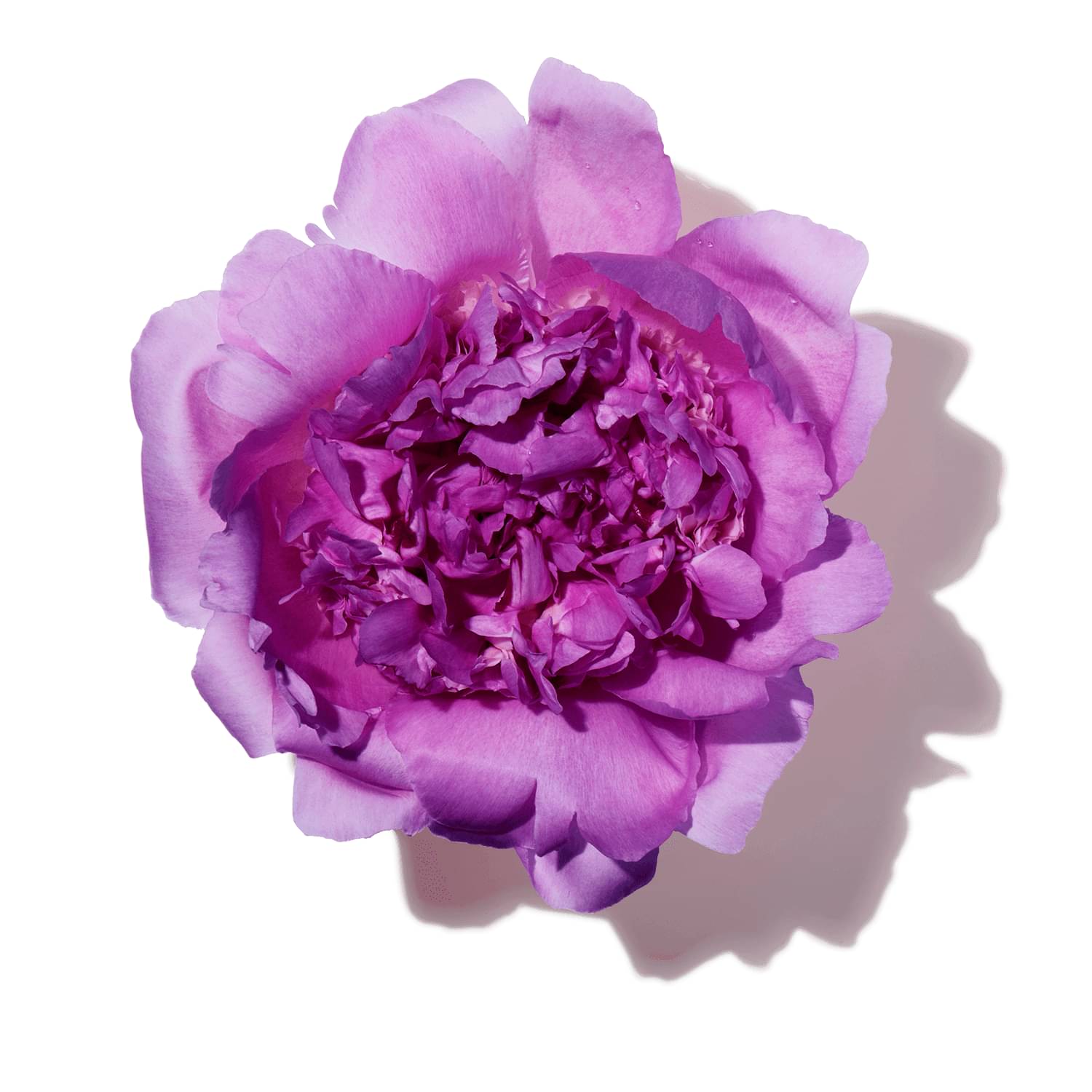 Purple Peony