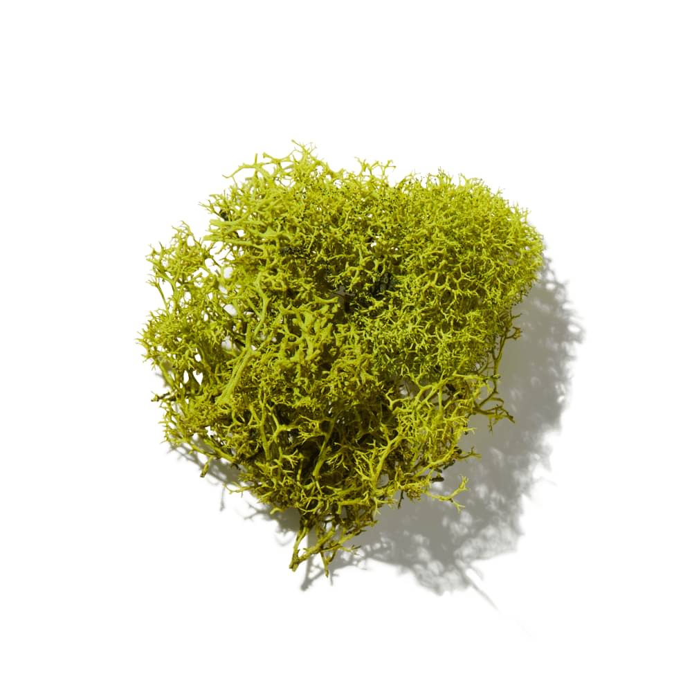 Crystal Moss