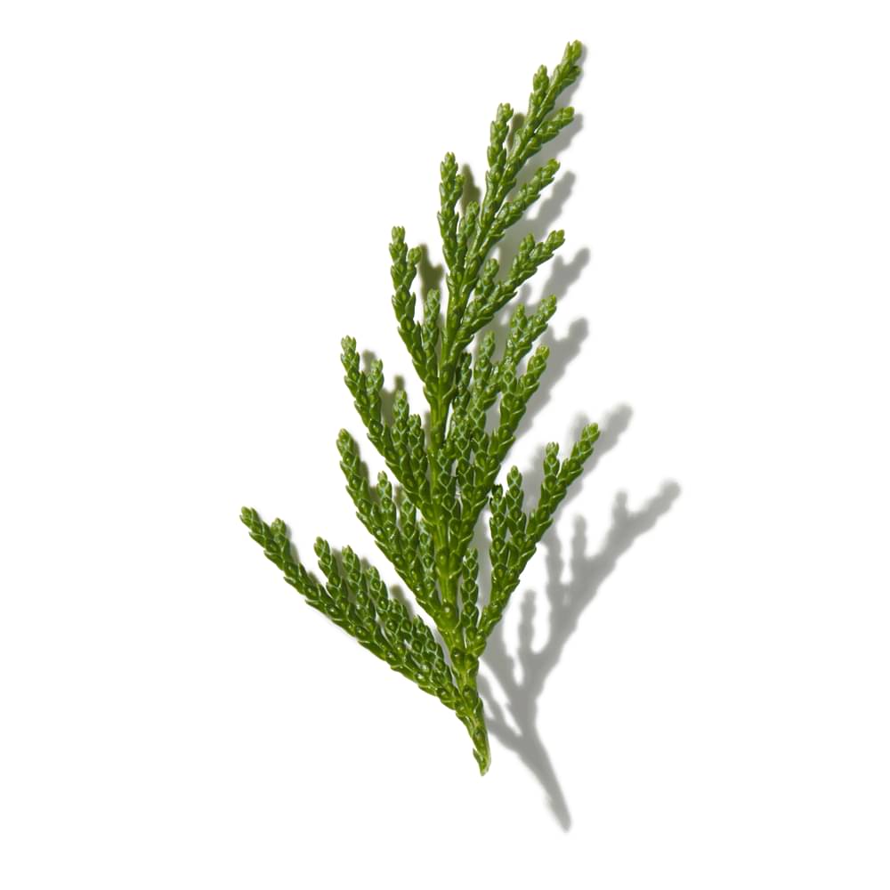 Green Cedar