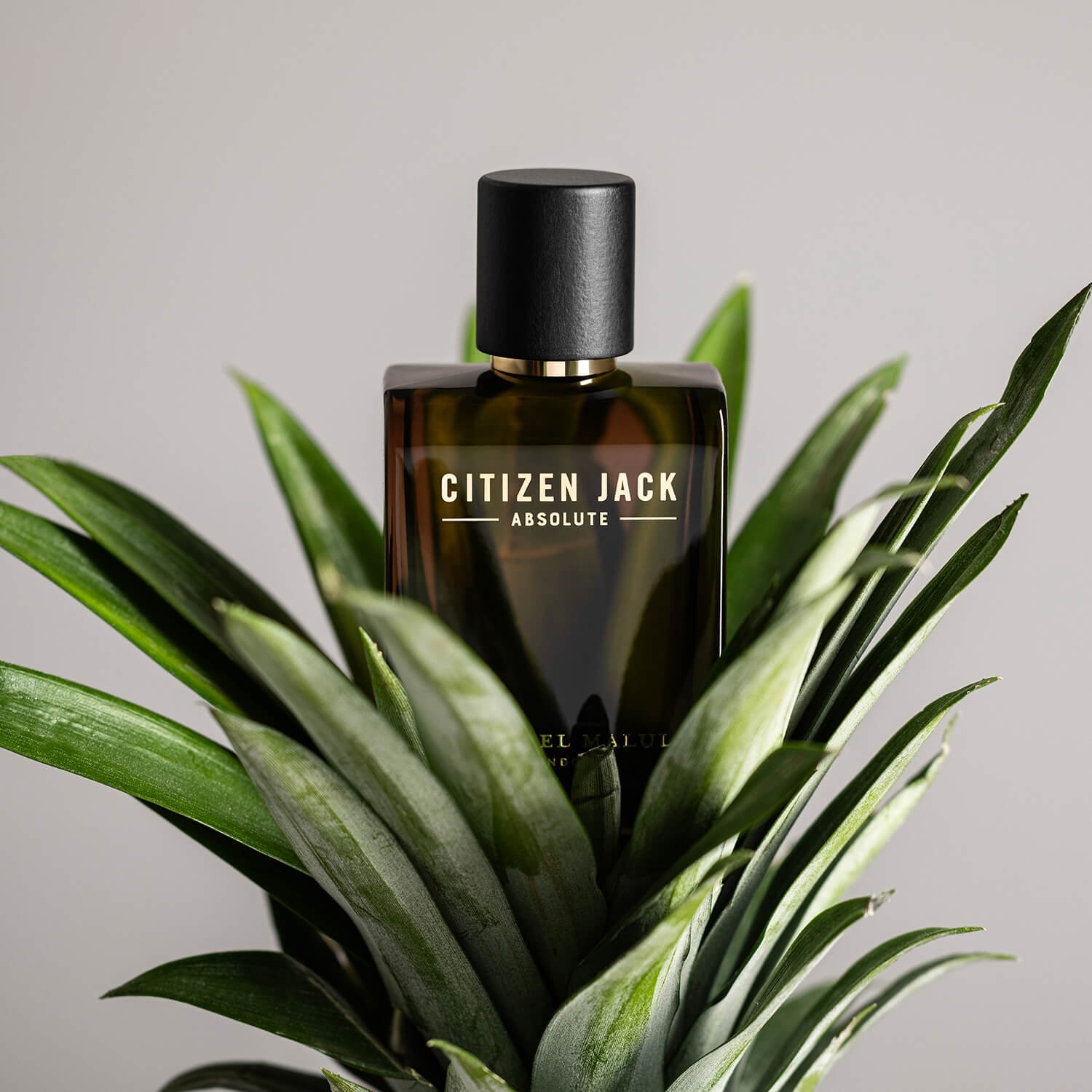 Citizen Jack Absolute