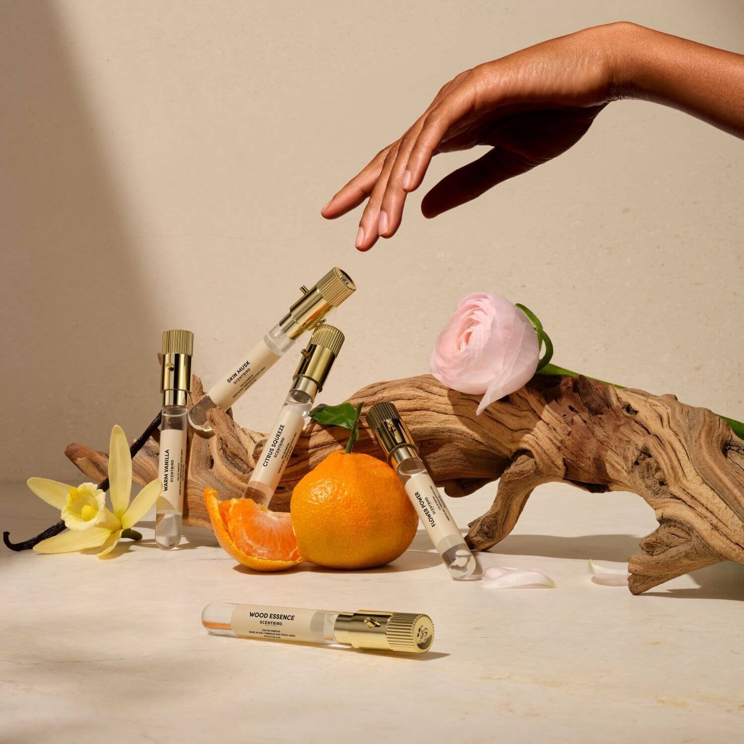 African Forest Elephant