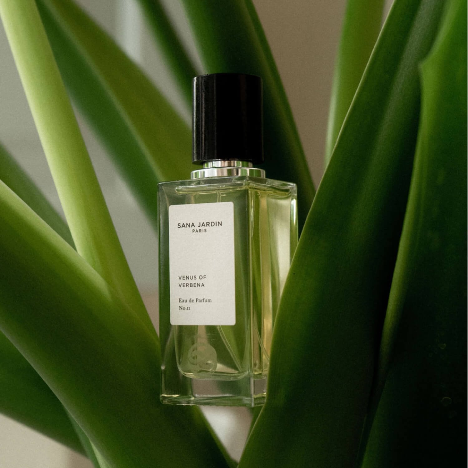 Sana Jardin Venus of Verbena for $17.95 per month | Scentbird