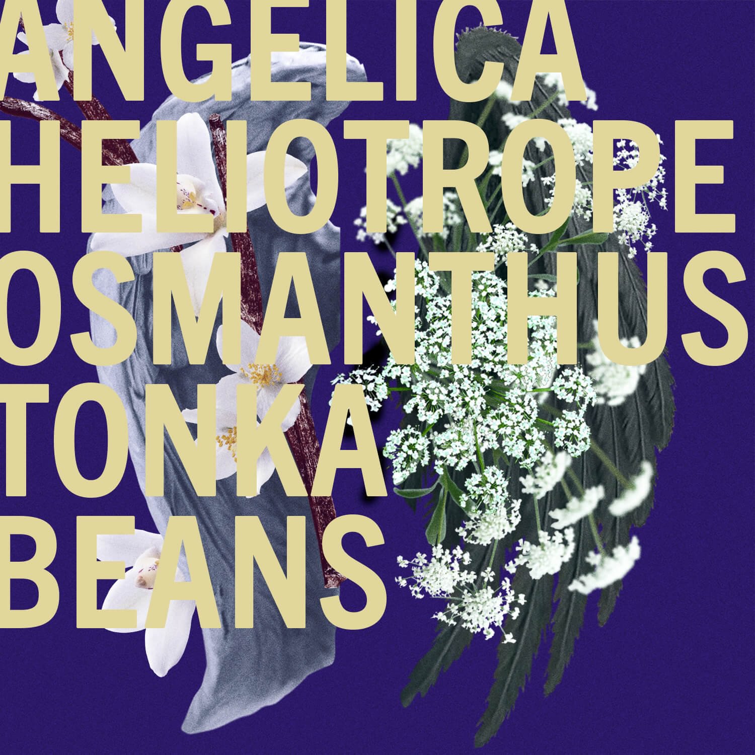 Tonka Angelica