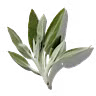 Sage