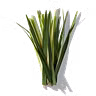 Vetiver Grass