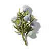 Juniper