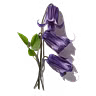 Bellflower