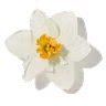 Daffodil