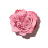 Luscious Rose